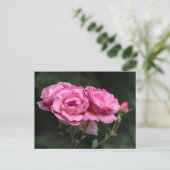 Postkaart Roze Rozen Fotografie (Staand voorkant)