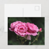Postkaart Roze Rozen Fotografie (Voorkant / Achterkant)