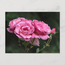 Postkaart Roze Rozen Fotografie