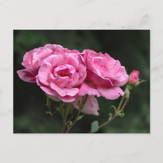 Postkaart Roze Rozen Fotografie (Voorkant)