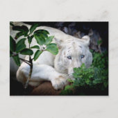 Postkaart - tijger (Voorkant)