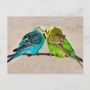 Postkaart van Verliefde Parkieten