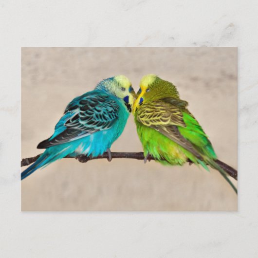 Postkaart van Verliefde Parkieten (Voorkant)
