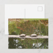 Postkaart van vijver schildpad (Voorkant / Achterkant)