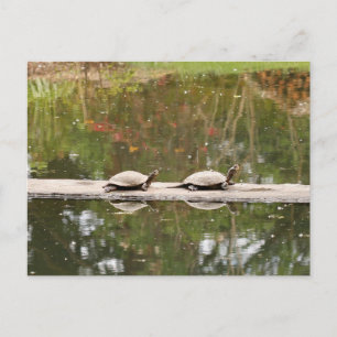 Postkaart van vijver schildpad