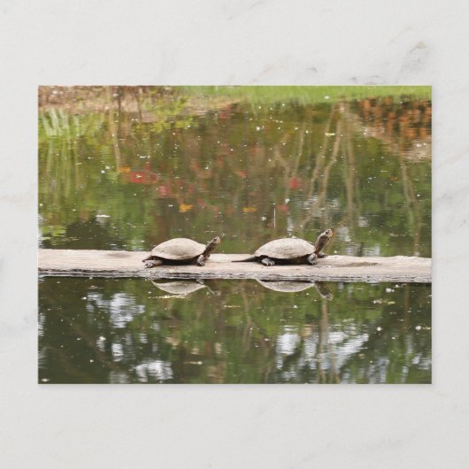 Postkaart van vijver schildpad (Voorkant)