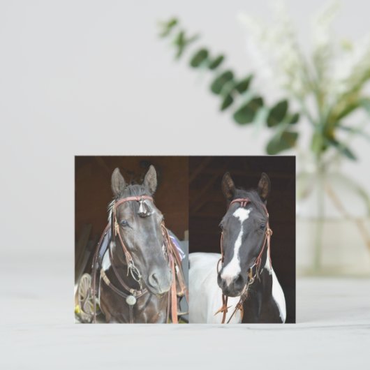 postkaart voor paarden (Staand voorkant)