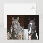 postkaart voor paarden (Voorkant / Achterkant)