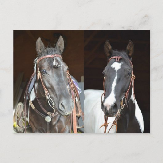 postkaart voor paarden (Voorkant)