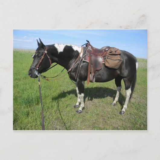 postkaart voor paarden (Voorkant)