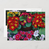 Postkaart voor reizen 4 (Voorkant / Achterkant)