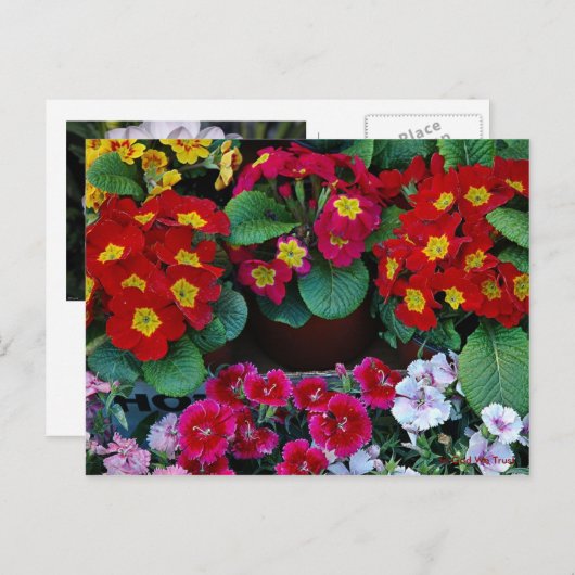 Postkaart voor reizen 4 (Voorkant / Achterkant)