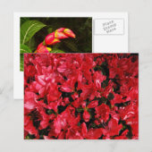 Postkaart voor reizen 5 (Voorkant / Achterkant)