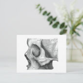 Postkaart voor schedel en wervelkolom (Staand voorkant)