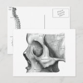 Postkaart voor schedel en wervelkolom (Voorkant / Achterkant)