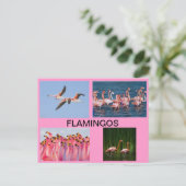 POSTKAART VOOR VLAMINGOS (Staand voorkant)