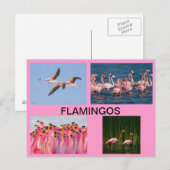 POSTKAART VOOR VLAMINGOS (Voorkant / Achterkant)