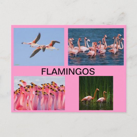 POSTKAART VOOR VLAMINGOS (Voorkant)