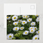 Postkaart Wilde Madeliefjes Fotografie (Voorkant / Achterkant)