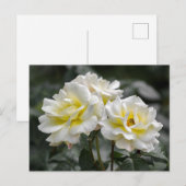 Postkaart Wit Roos Fotografie (Voorkant / Achterkant)