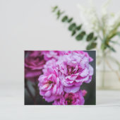 Postkaart Zachte Roze Rozen (Staand voorkant)