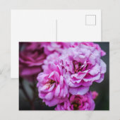 Postkaart Zachte Roze Rozen (Voorkant / Achterkant)