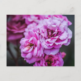 Postkaart Zachte Roze Rozen