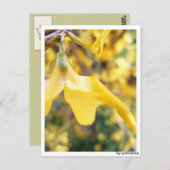 Postkarte - Belbe Blüte Briefkaart (Voorkant / Achterkant)