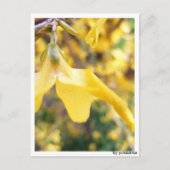 Postkarte - Belbe Blüte Briefkaart (Voorkant)