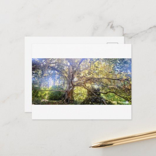 Postkarte Großer Laubbaum Briefkaart (Voorkant / Achterkant in situ)