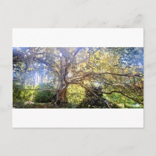 Postkarte Großer Laubbaum Briefkaart (Voorkant)