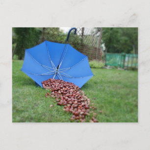 Postkarte - Kastanien sammeln Briefkaart