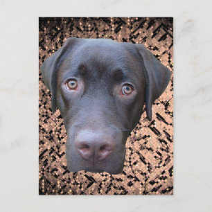 Postkarte Labrador Jimmy Briefkaart