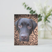 Postkarte Labrador Jimmy Briefkaart (Staand voorkant)
