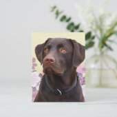 Postkarte Labrador Lorenzo Briefkaart (Staand voorkant)