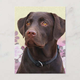Postkarte Labrador Lorenzo Briefkaart