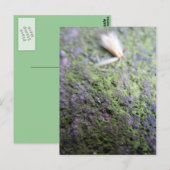 Postkarte - Moß&Pollen Briefkaart (Voorkant / Achterkant)
