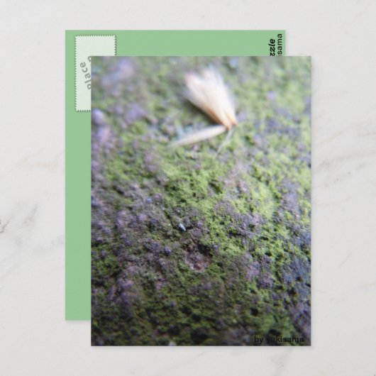 Postkarte - Moß&Pollen Briefkaart (Voorkant / Achterkant)