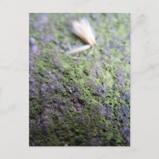 Postkarte - Moß&Pollen Briefkaart (Voorkant)