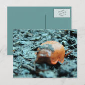 Postkarte - Nacktschnecke II Briefkaart (Voorkant / Achterkant)