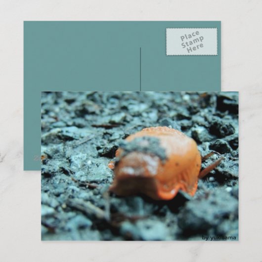 Postkarte - Nacktschnecke II Briefkaart (Voorkant / Achterkant)