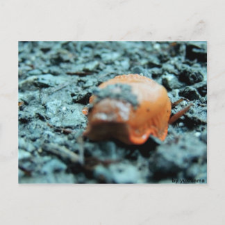 Postkarte - Nacktschnecke II Briefkaart