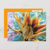Postkarte - Oranje Blume Briefkaart (Voorkant / Achterkant)