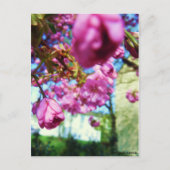 Postkarte - Rosa Blumen Briefkaart (Voorkant)