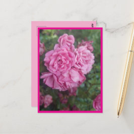 Postkarte rosa Rose Briefkaart