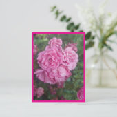 Postkarte rosa Rose Briefkaart (Staand voorkant)
