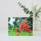 Postkarte - Rote Blume Briefkaart (Staand voorkant)