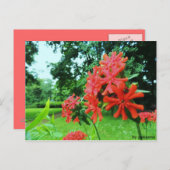 Postkarte - Rote Blume Briefkaart (Voorkant / Achterkant)