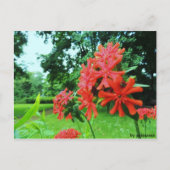 Postkarte - Rote Blume Briefkaart (Voorkant)