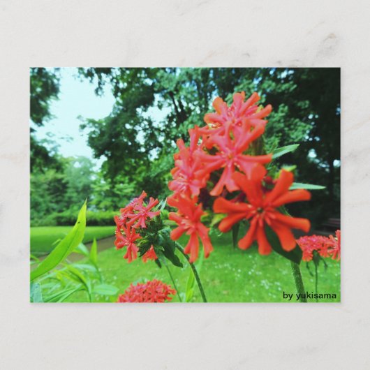 Postkarte - Rote Blume Briefkaart (Voorkant)